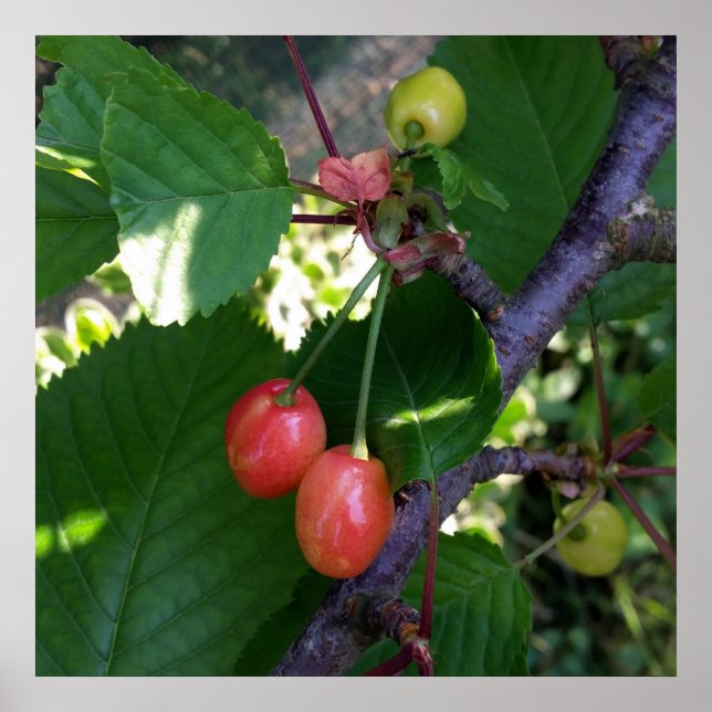 Pôster Cerejas torradas (Frente)