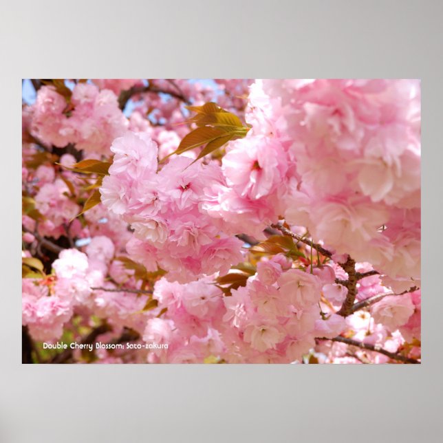 Poster Cerejeira Dupla em Flor (Frente)