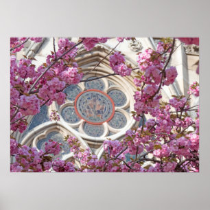 Poster Cerejeira rosa floresce