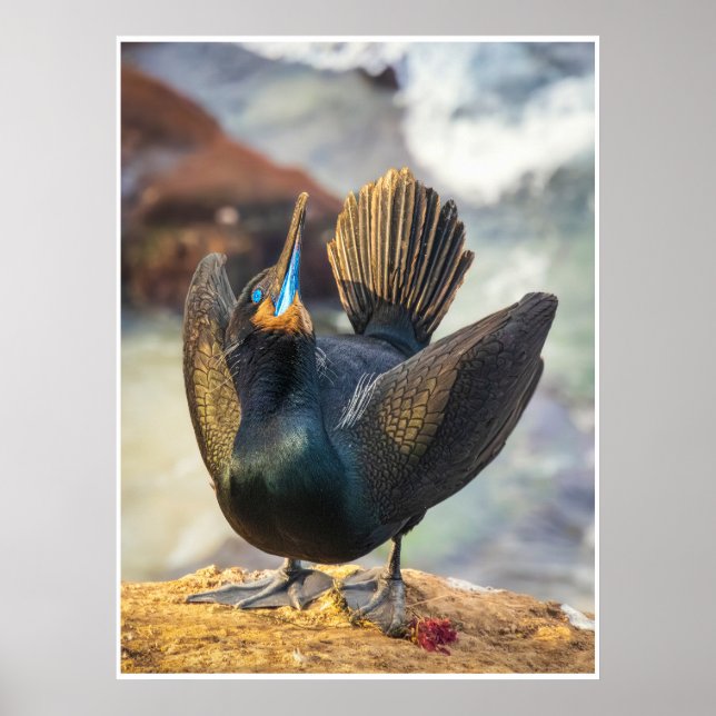 Poster Ceremony of the Sea: Cormorant in Display Photo (Frente)