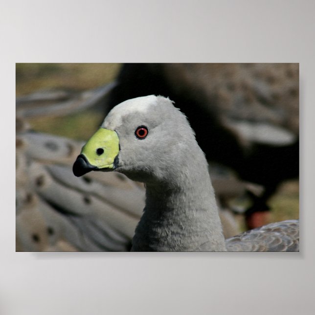 Pôster Cereopsis novaehollandiae or Cape Barren Goose (Frente)
