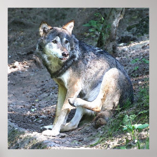 Poster Cert Wolf
