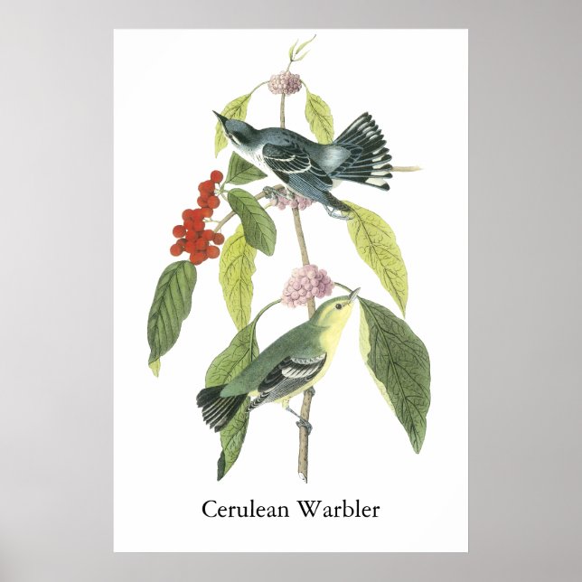 Pôster Cerulean Warbler, John Audubon (Frente)