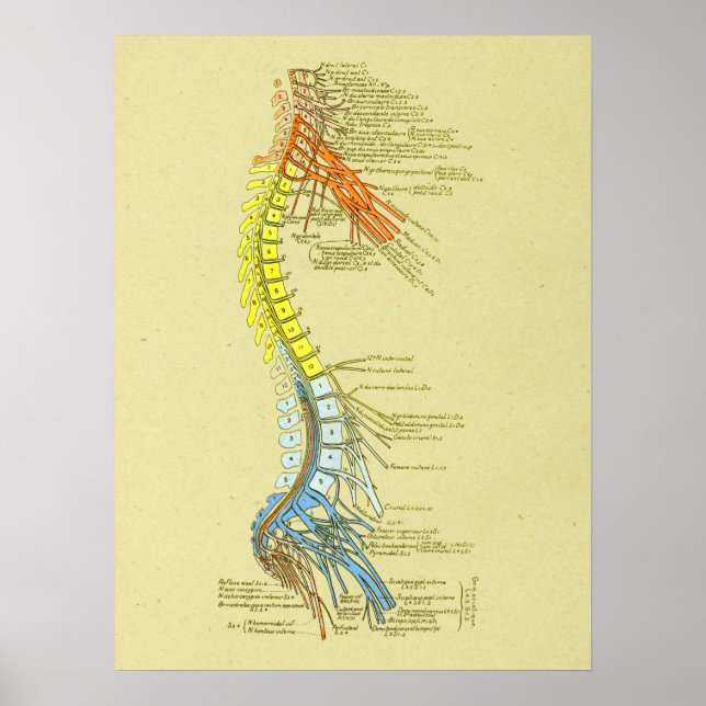 Poster Cervical Lumbar Nervos Spine Anatomia Médica (Frente)