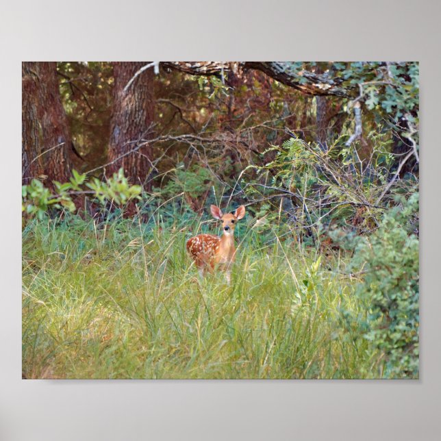 Poster Cervo Corça Bebê na Natureza no Texas (Frente)