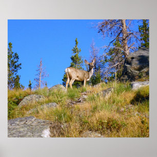 Poster Cervo das Montanhas Rochosas