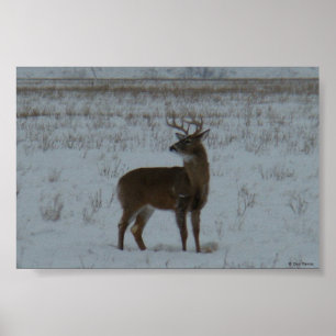 Pôster Cervo-macho de cauda branca D11 na neve