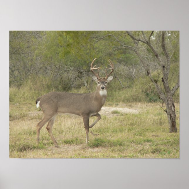 Poster Cervo-macho de cauda-branca posando (Frente)