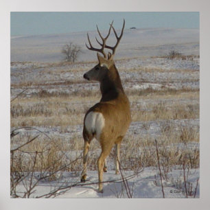 Pôster Cervo Mula Macho D20 na Neve