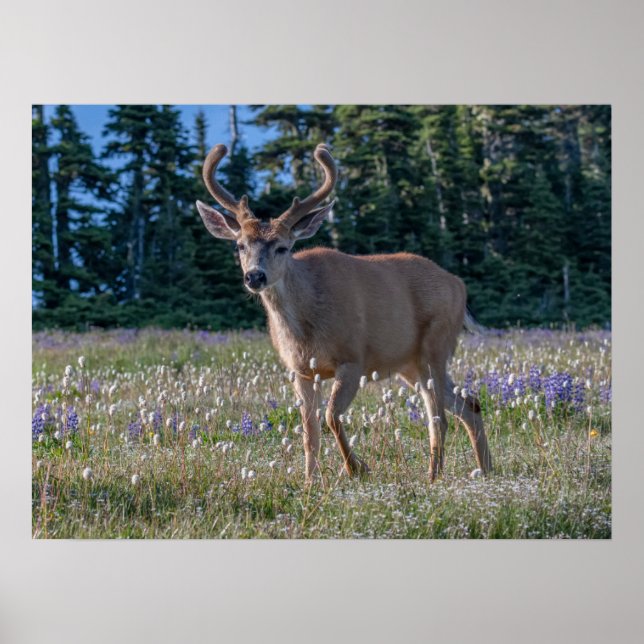 Poster Cervo Saka-rabudo-macho | Parque Nacional Olímpico (Frente)