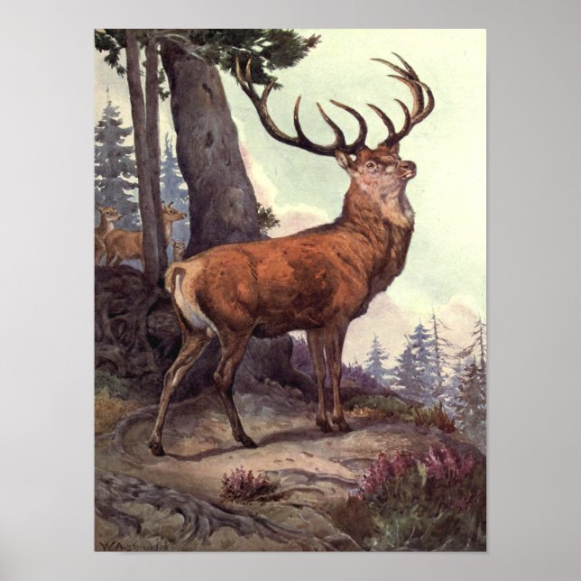Poster Cervo Vermelho de Winifred Austen, Animais Selvage (Frente)