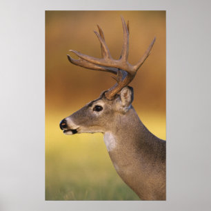 Pôster cervos Branco-atados, virginianus do Odocoileus,