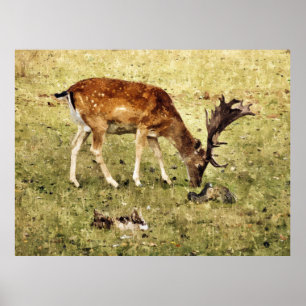 PÔSTER CERVOS DE FALLOW