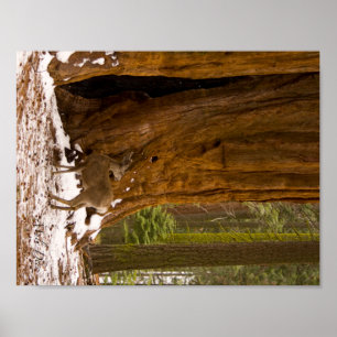 Pôster Cervos de mula