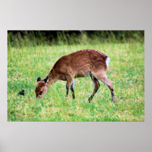 Pôster Cervos de Sika