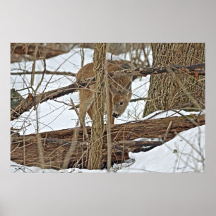 Poster Cervos de Whitetail na neve