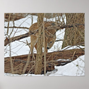 Poster Cervos de Whitetail na neve