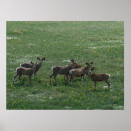 Poster Cervos Mula Machos Jovens na Primavera em Verde
