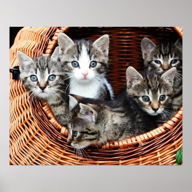 Poster Cesta de Kitten (Frente)