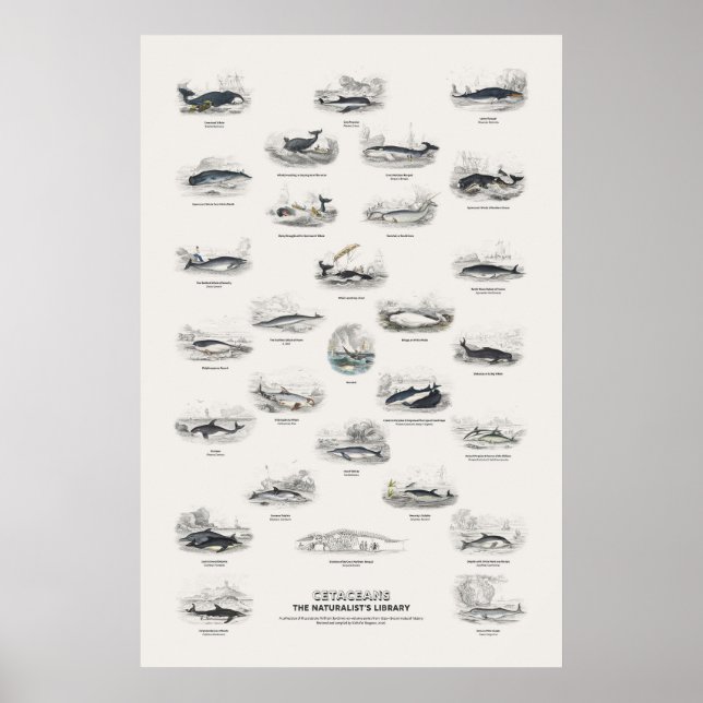 Poster Cetáceos - Biblioteca do Naturalista (Frente)
