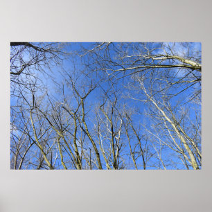Poster Céu Azul, Árvores no Inverno
