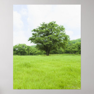 Poster Céu azul e campo de erva