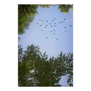 Pôster Céu Azul Natureza com Aves e Árvores