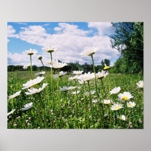 Poster Céu da margarida