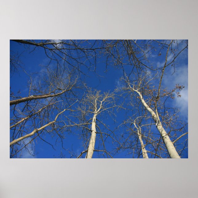 Pôster Céu de inverno (Frente)