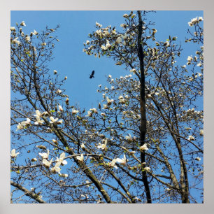 Poster céu em primavera