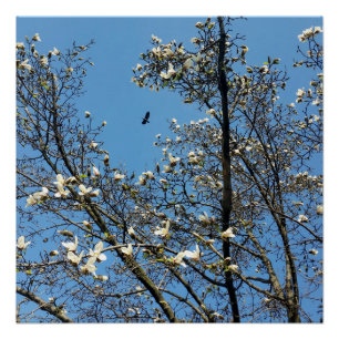 Pôster céu em primavera