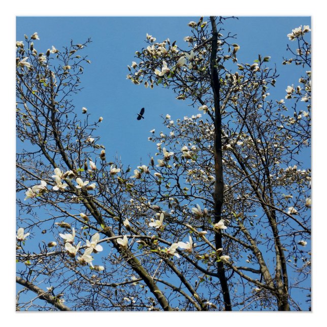 Pôster céu em primavera (Frente)