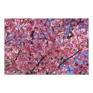 Pôster Céu Rosa Flor de Cerejeira Sakura