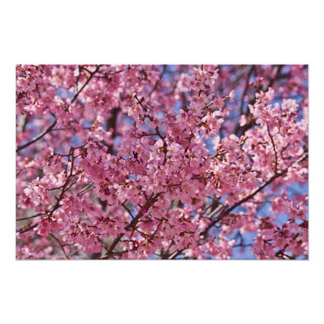 Pôster Céu Rosa Flor de Cerejeira Sakura (Frente)