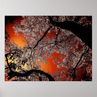 Pôster Céus asiáticos