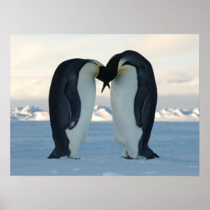 Poster Chá de Aniversário do Ártico Pinguim Amor Desti