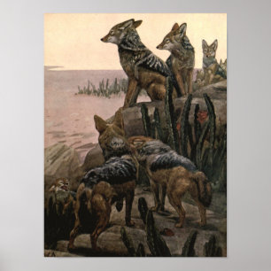 Poster Chacais de Dorso Preto por Winifred Austen