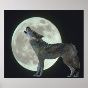 Pôster Chacal que urra na lua
