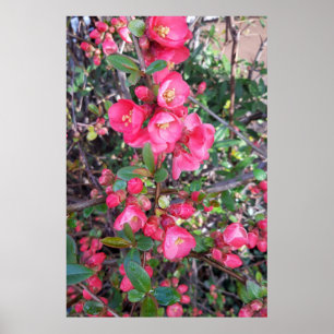Poster Chaenomeles japonica, Califórnia