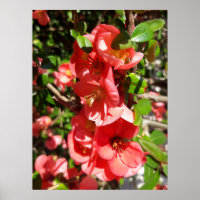 Chaenomeles japonica, Califórnia