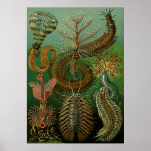 Poster Chaetopoda de Haeckel