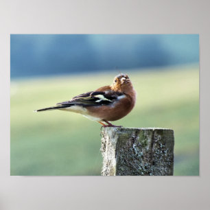 PÔSTER CHAFFINCH