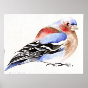 Pôster Chaffinch 2011 Colorido