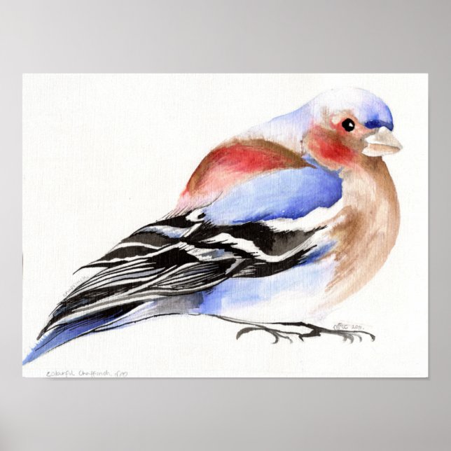 Pôster Chaffinch 2011 Colorido (Frente)