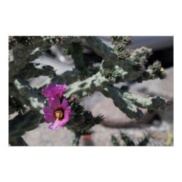 Pôster Challa Cactus em flor