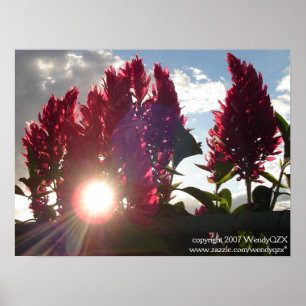Poster Chama Flowers* do por do sol