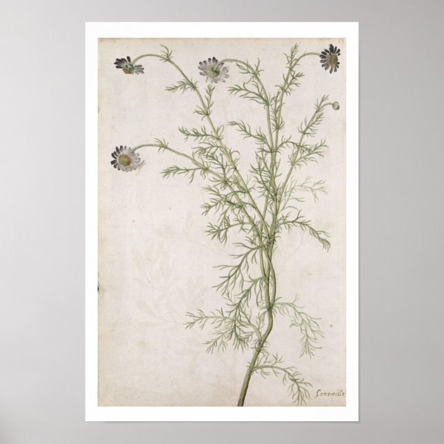 Pôster Chamaemelum nobile Allioni, c.1568 (Frente)