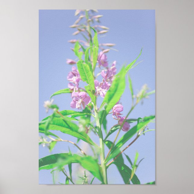 Poster Chamaenerion angustifolium Fireweed (Frente)