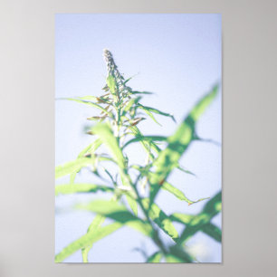 Poster Chamaenerion angustifolium Folhas Verdes Bombeadas