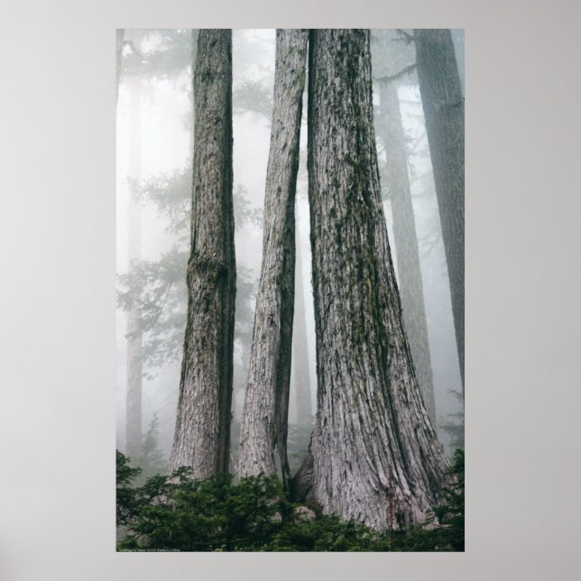 Pôster Chamando a Floresta (Frente)